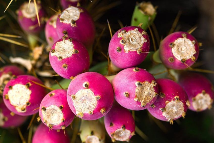 Clusters of pink cactus fruits with dried, brown centers. 3