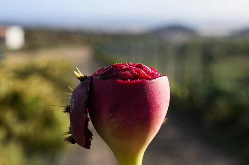 A red poppy flower with a dried bud. 3