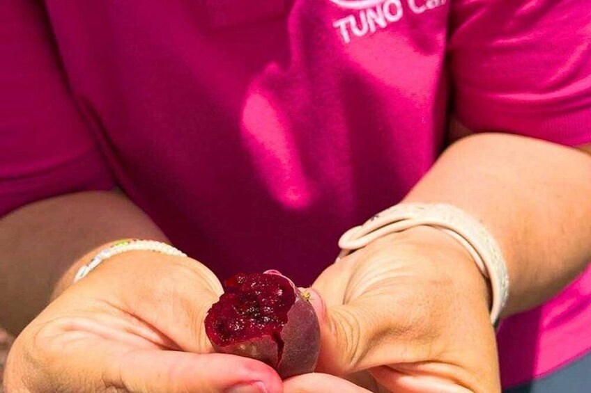 Tenerife Red Cactus Farm Experience: Farm Tour, Tasting & Animals 2