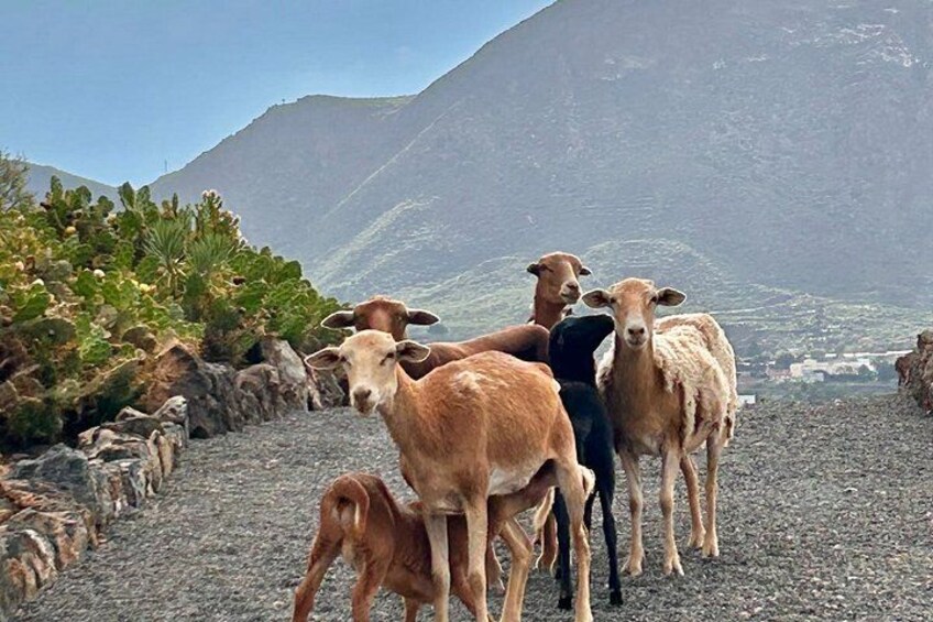A group of sheep on a rocky terrain with a mountain in the background. 3