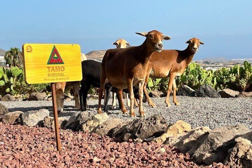 A sign with a warning symbol, two goats, and a rocky terrain with cacti. 2