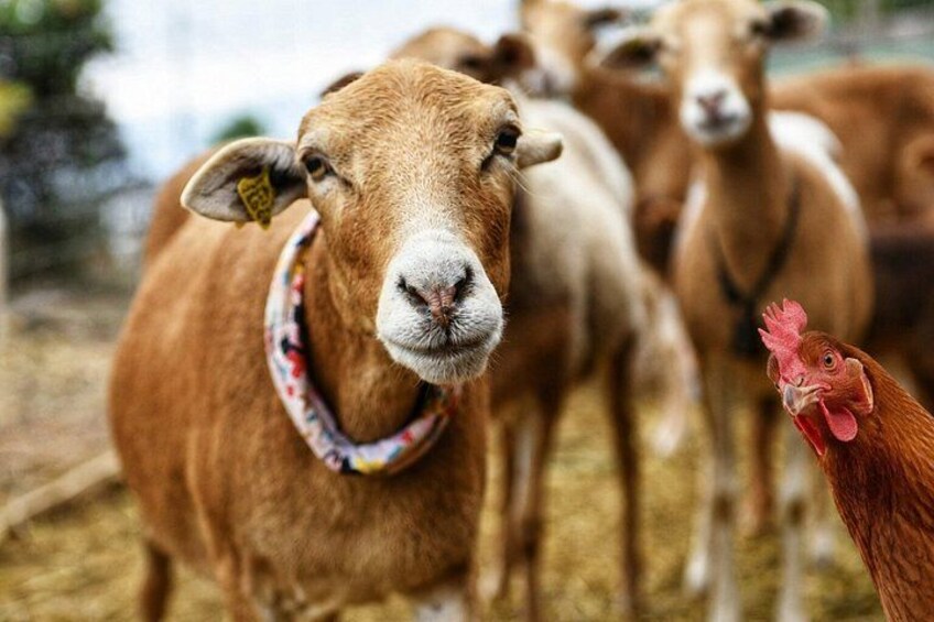 A cow with a colorful collar and a chicken in a farm setting. 3