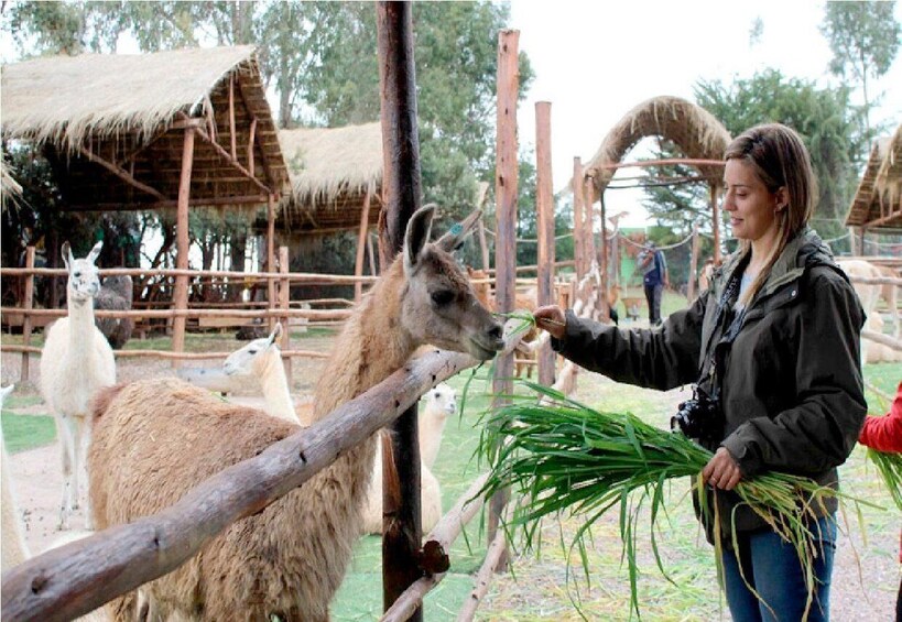 Una persona alimentando llamas en un área cercada con estructuras de techo de paja. 4