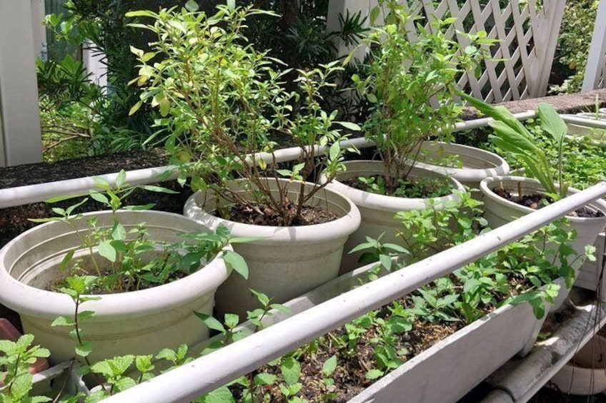 Potted plants arranged in a garden bed with a white fence in the background. 4
