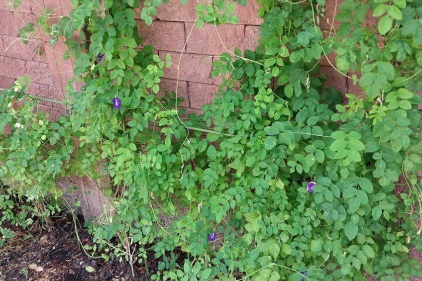 A dense green shrub with purple flowers against a brick wall. 3