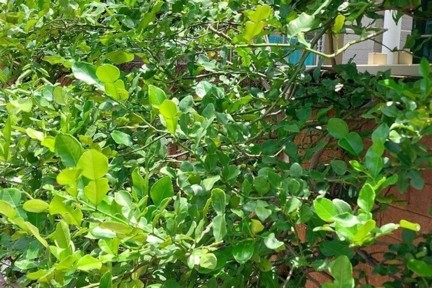 A dense shrubbery with green leaves, a brick wall, and a glimpse of a building in the background. 2