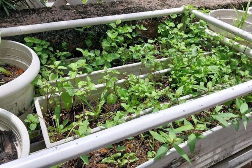 A garden with raised beds and potted plants. 5