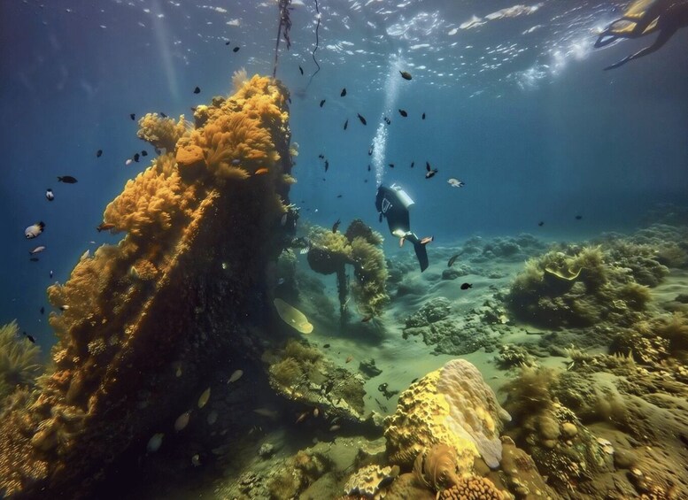 An underwater scene with a diver, coral formations, and various fish. 1