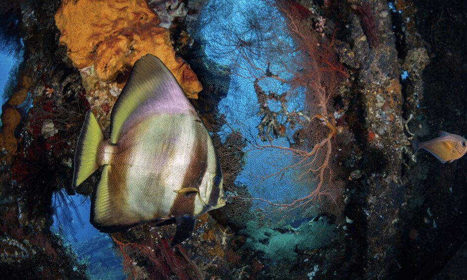 A fish swimming near a coral reef. 3