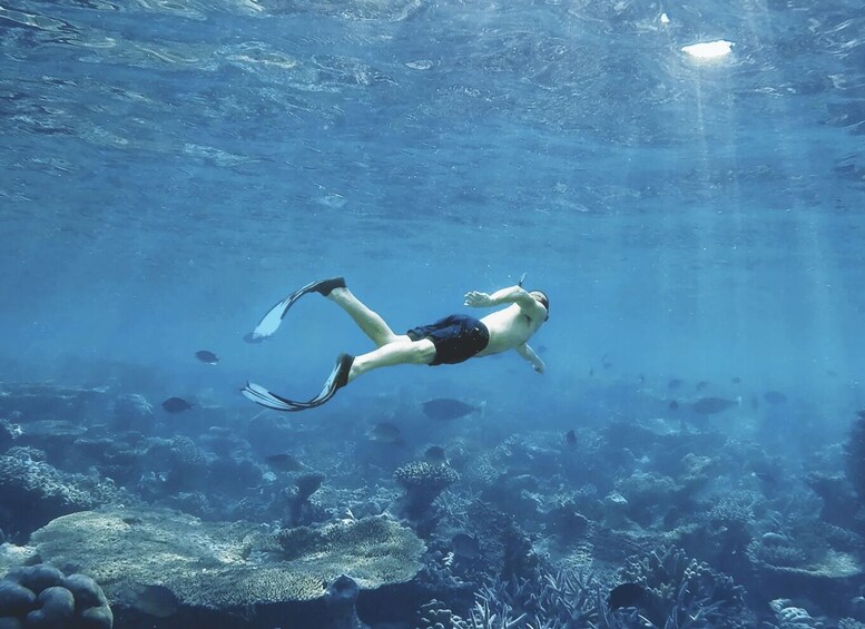 A person scuba diving underwater with fins and a mask, surrounded by coral and fish. 2
