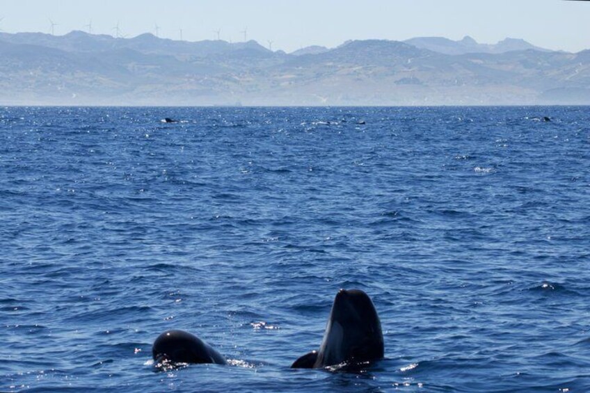 Two whales breaching in the ocean with a mountainous coastline in the background. 1