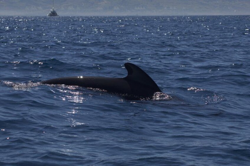 A whale's tail breaching the ocean surface. 5