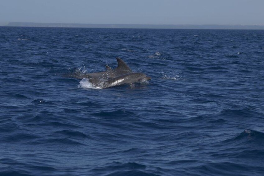 A dolphin swimming in the ocean. 3