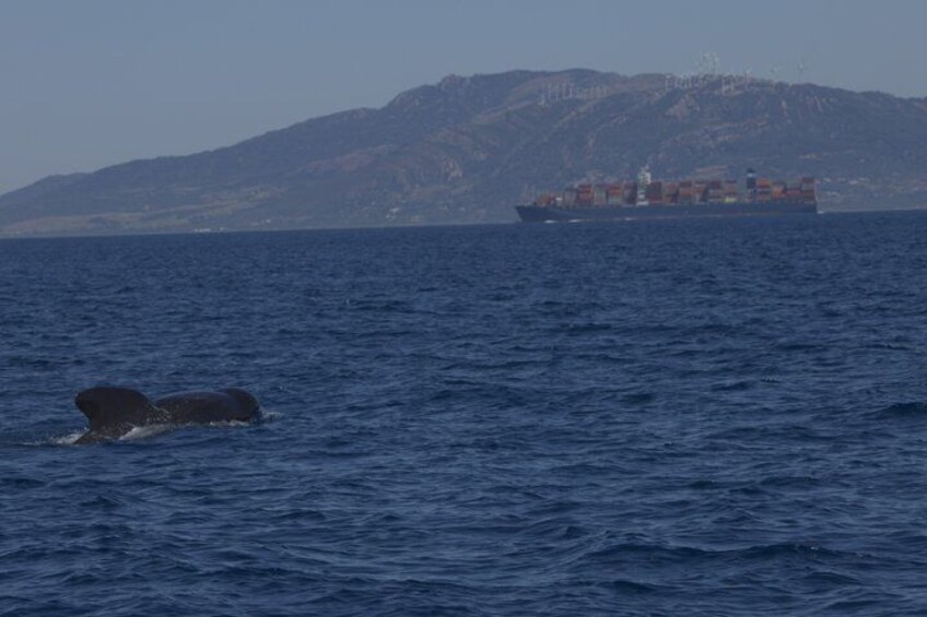 A whale breaching the ocean surface with a cargo ship in the background. 4