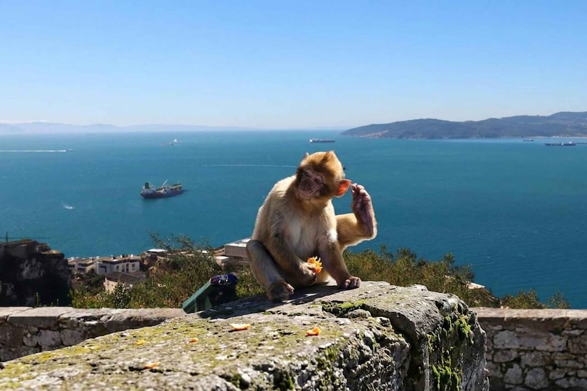A monkey sitting on a stone ledge overlooking a coastal area with ships in the distance. 1