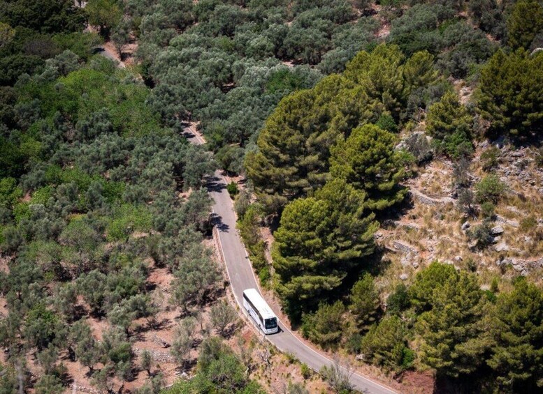 A bus driving on a winding road through a dense forest. 3