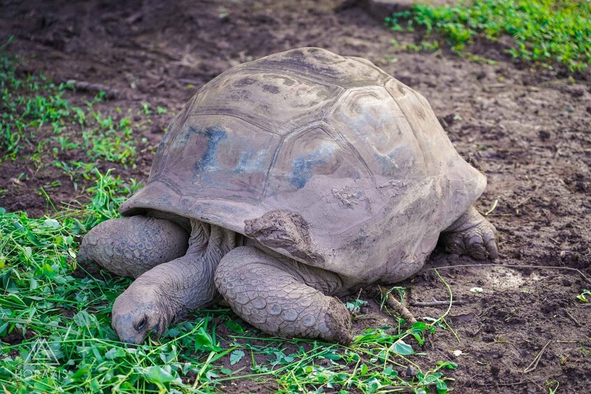 A tortoise on a grassy field. 4