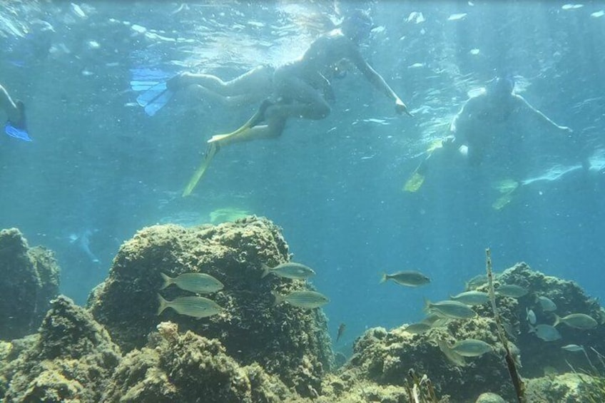 A diver underwater with fish swimming around coral formations. 3