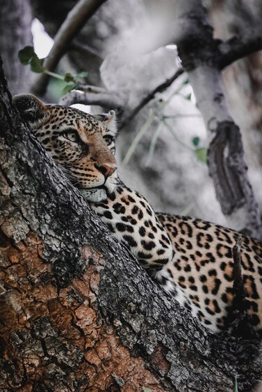A leopard resting on a tree branch. 4