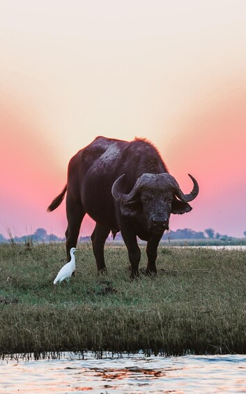 A buffalo with a white bird standing in a field at sunset. 5