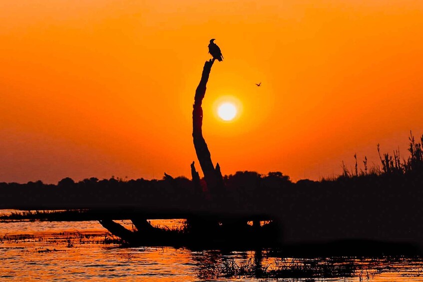 A sunset with a bird on a structure silhouetted against the sky. 1