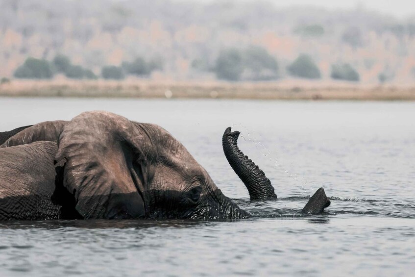 An elephant partially submerged in water with its trunk raised, surrounded by a calm lake and distant trees. 3