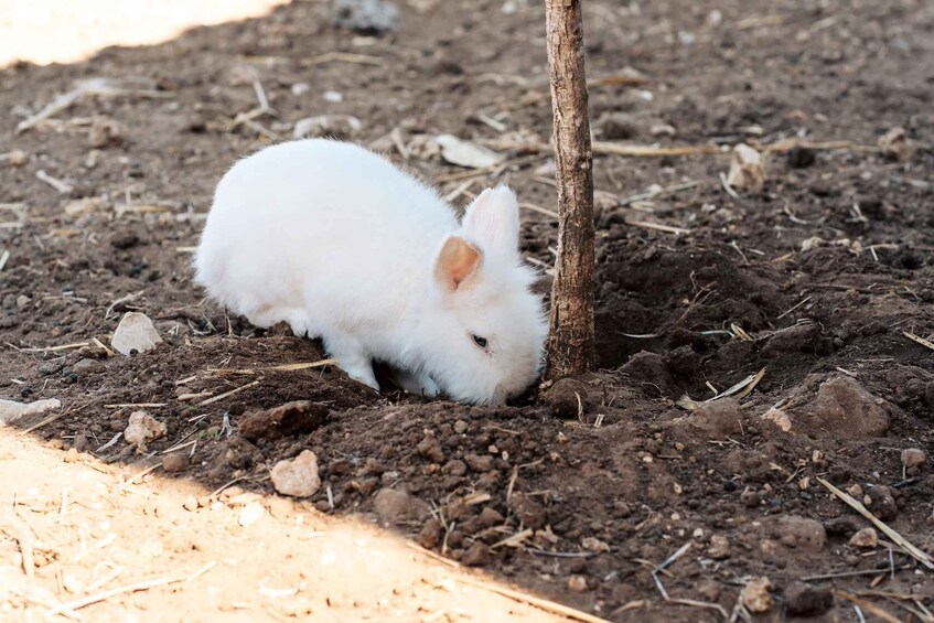 A white rabbit burrowing near a tree in a dirt area. 1