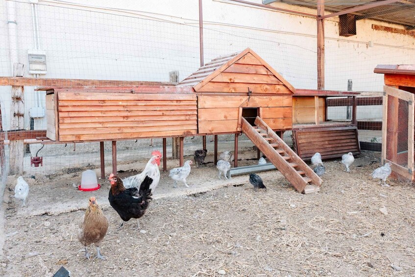 A chicken coop with a wooden ramp and a small wooden structure. 4