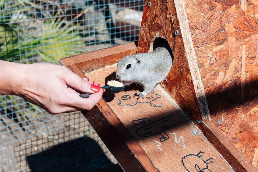 A person feeding a squirrel from a wooden box with a mesh roof. 2