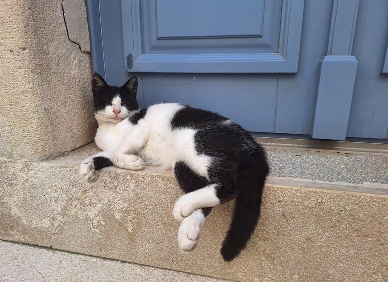 A black and white cat resting on stone steps in front of a blue door. 1