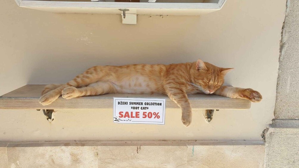 A cat sleeping on a wooden ledge with a sign advertising a 50% sale. 2