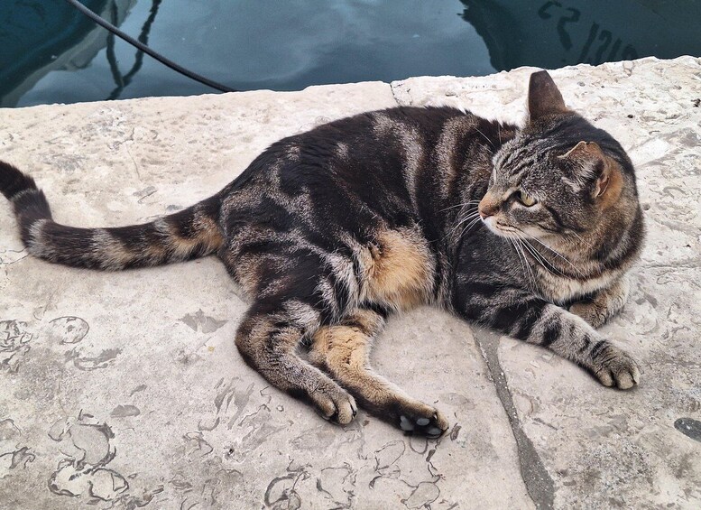 A cat lying on a concrete surface. 5