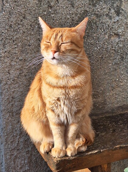 A ginger cat sitting on a wooden ledge against a textured wall. 4