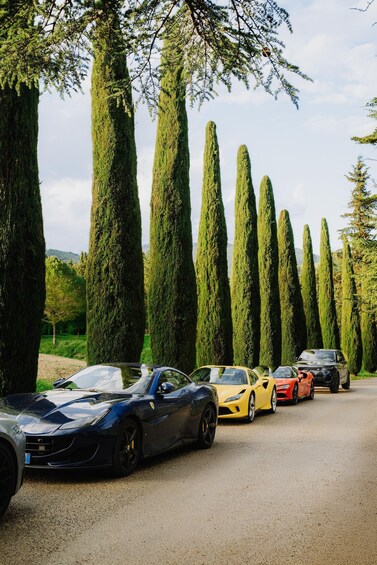 A row of tall, green cypress trees lining a road with several luxury sports cars parked along the side. 1
