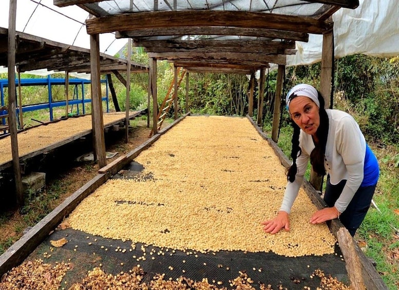 A person handling coffee beans on a conveyor belt in a covered outdoor setting. 5