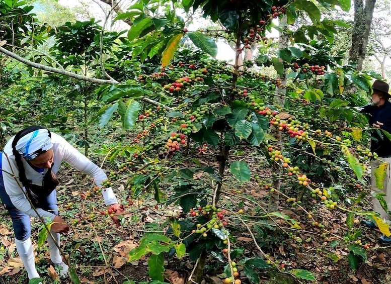 A person harvesting coffee cherries from a tree in a forested area. 3