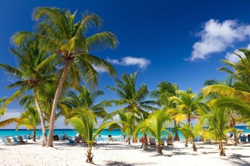 Saona Island Experience Full Tour from Punta Cana 2