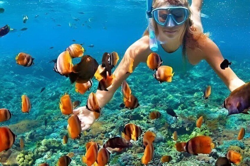 A person snorkeling underwater surrounded by various fish. 5
