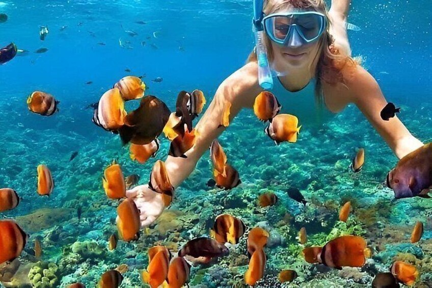 A person snorkeling underwater surrounded by various fish. 3