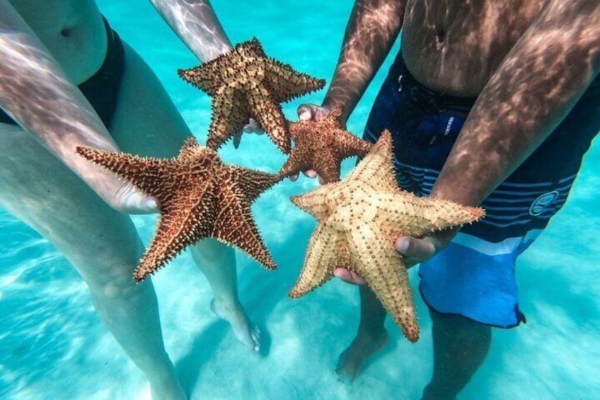 Saona Island Experience Full Tour from Punta Cana 3