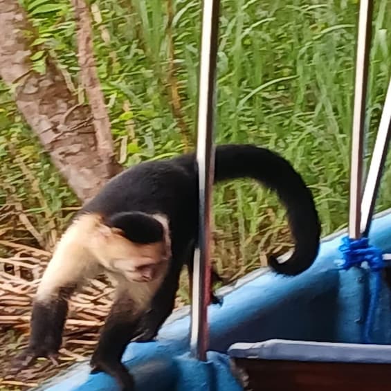 A monkey climbing a blue tarp with metal poles. 5