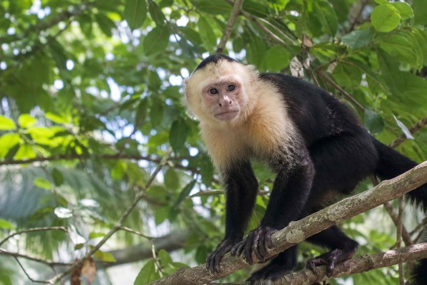 A monkey on a tree branch in a forest. 1