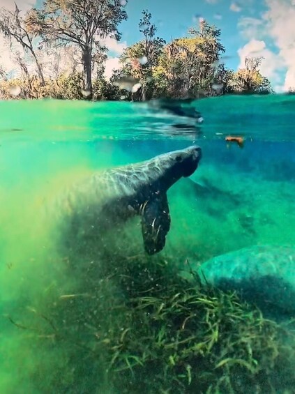 Picture 1 for Activity Silver Springs: Clear Kayak Rental with Wildlife Viewing 3