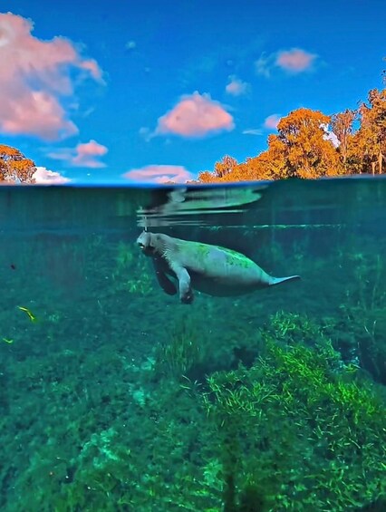 Picture 4 for Activity Silver Springs: Clear Kayak Rental with Wildlife Viewing 2