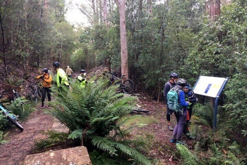 A group of cyclists in a forested area with a trail and a signpost. 5