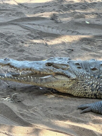 A crocodile resting on sandy terrain. 3