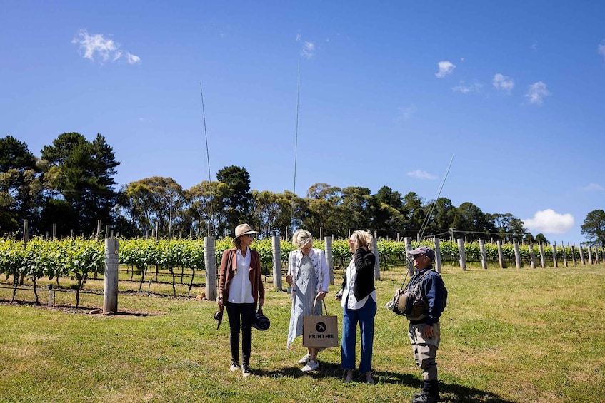 A group of people standing in a vineyard with rows of grapevines and a clear blue sky. 5
