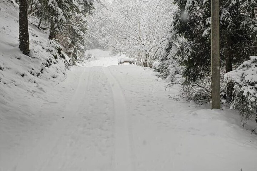 A snow-covered road flanked by trees. 2