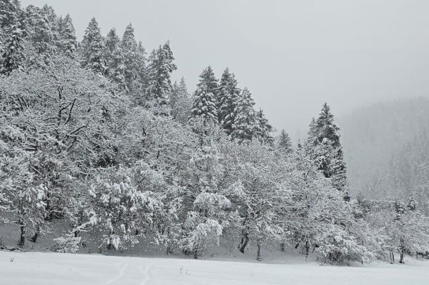 A snowy forest landscape with dense evergreen trees. 4