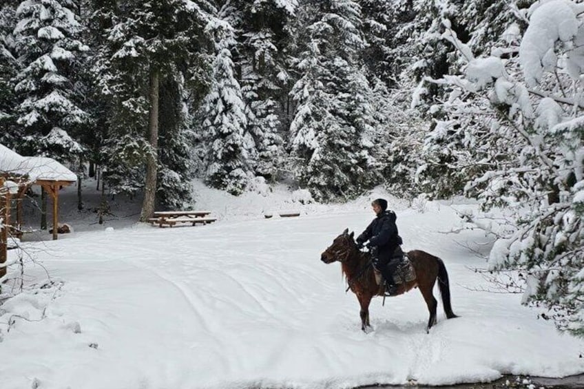 A person riding a horse through a snowy forest. 3